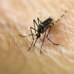 Alcaldía de Tarija intensifica campaña contra el dengue tras identificar más de 200 casos positivos